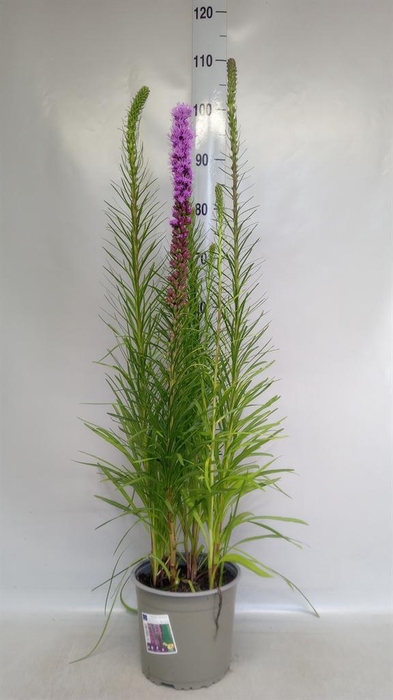 <h4>Liatris spicata</h4>
