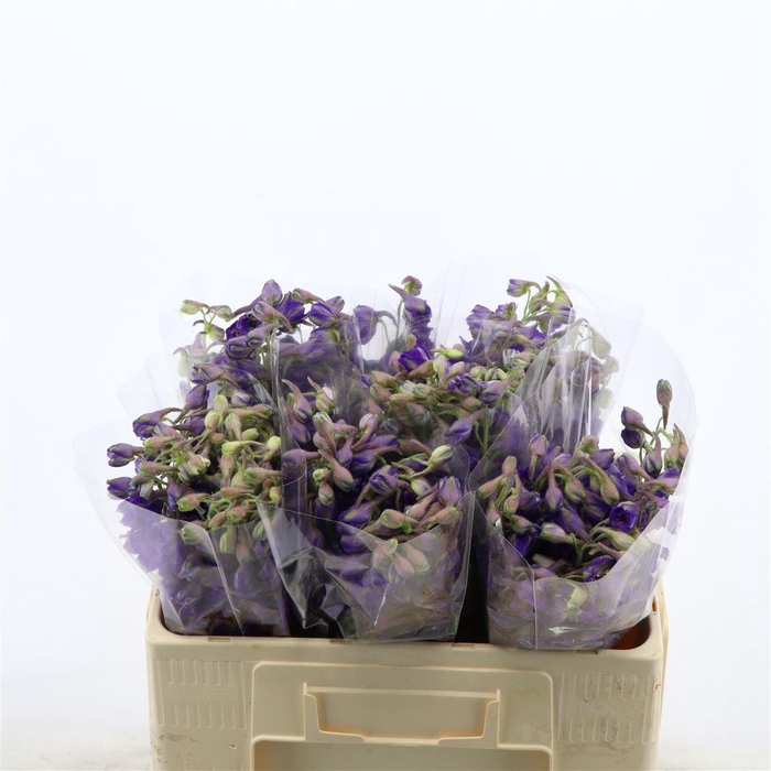 <h4>Delphinium Enkel Deldonna Purple</h4>