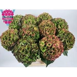 HYDR M ROY PALACE CL