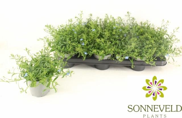 <h4>LOBE ER RICHARDII</h4>