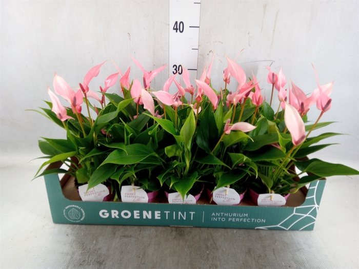 <h4>Anthurium andr. 'Lilli'</h4>