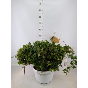 Hedera helix 'Wonder'