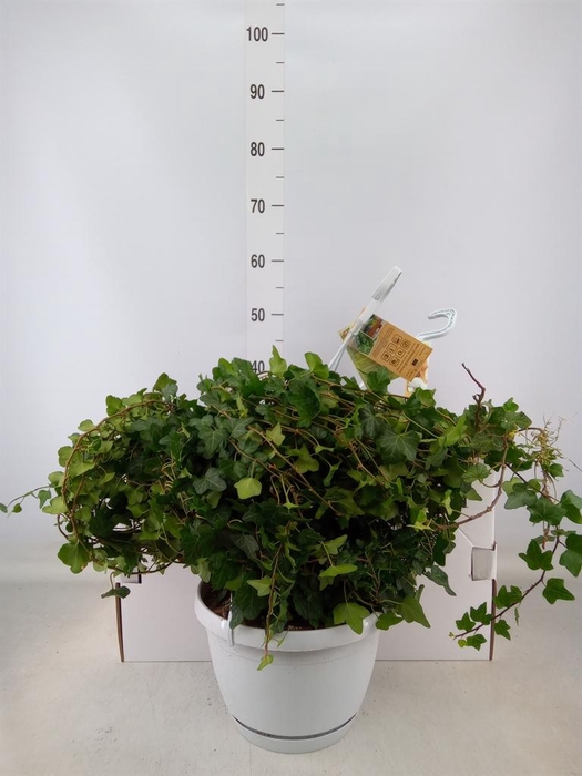 <h4>Hedera helix 'Wonder'</h4>