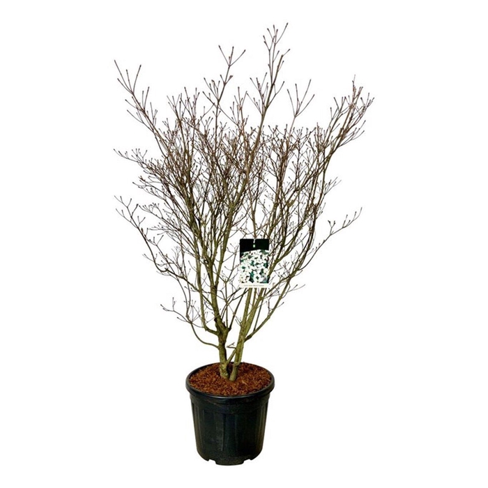 <h4>Cornus kousa 'Weisse Fontaine'</h4>