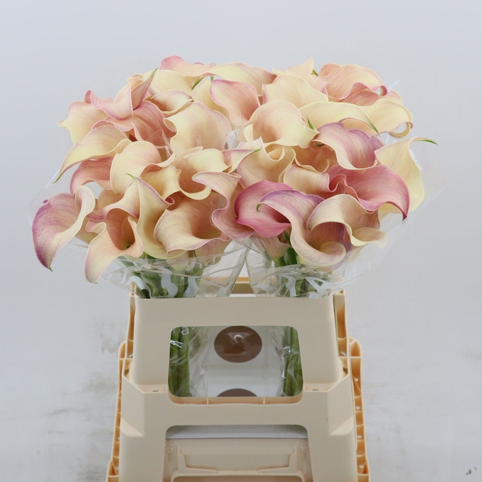 <h4>Calla Blushing Lady</h4>