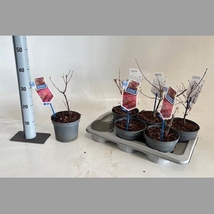 ACER PA ATROPURPUREU