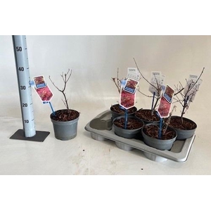 ACER PA ATROPURPUREU