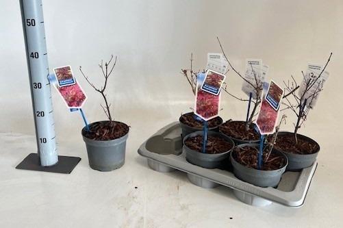 <h4>ACER PA ATROPURPUREU</h4>