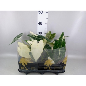 Alocasia micholitziana 'Freydyk'