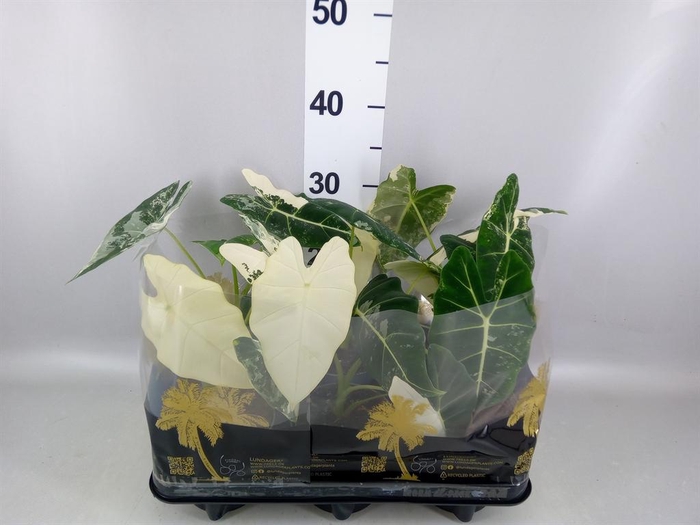 <h4>Alocasia micholitziana 'Freydyk'</h4>