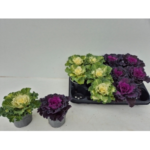 BRASSICA (SIERKOOL)