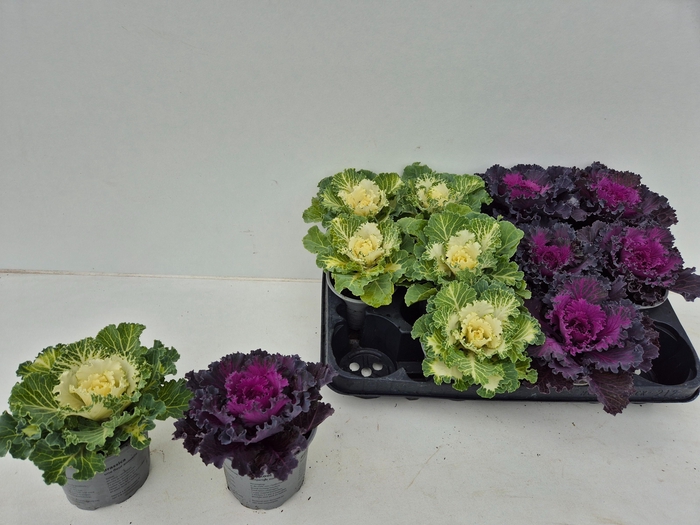 <h4>BRASSICA (SIERKOOL)</h4>