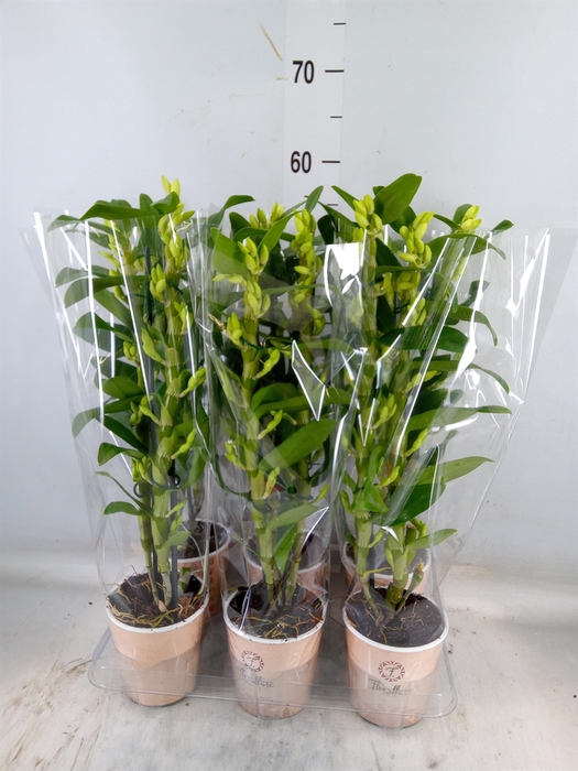 <h4>Dendrobium nob. 'StarCla Apollon'</h4>