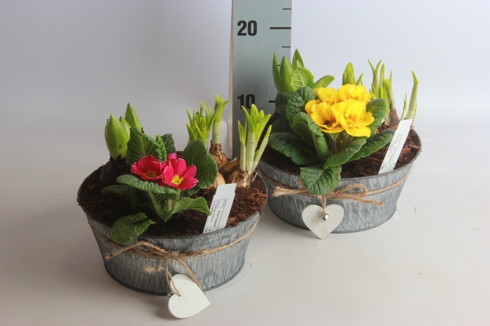 <h4>ARR BOL KNOLGEWAS</h4>