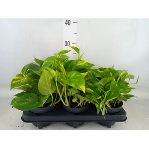 Epipremnum pinn. 'Aureum'