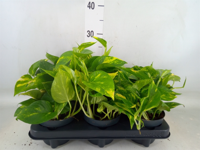 <h4>Epipremnum pinn. 'Aureum'</h4>
