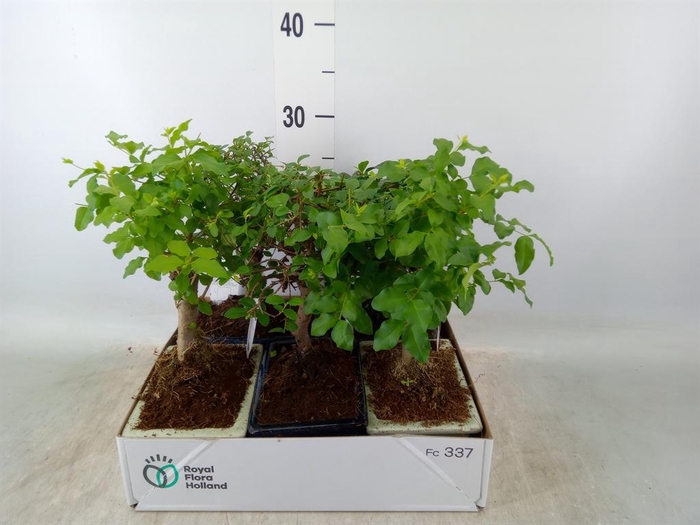 <h4>Bonsai   ...mix</h4>