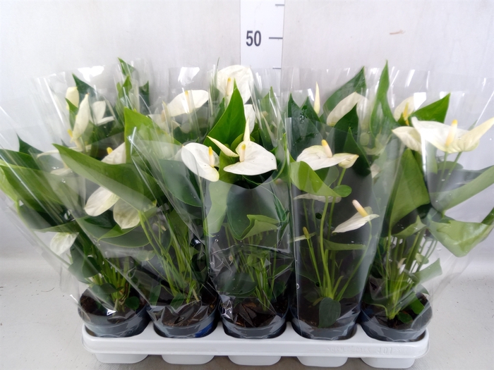 Anthurium  'Karma White'