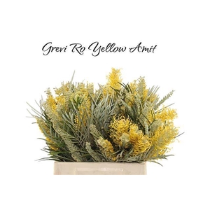 GREVI RO YELLOW AMIT