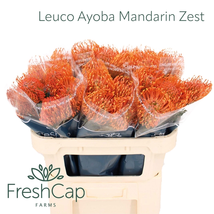 <h4>LEUCO AYOBA MAN ZEST</h4>