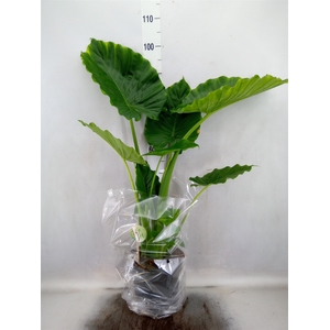 Alocasia gageana