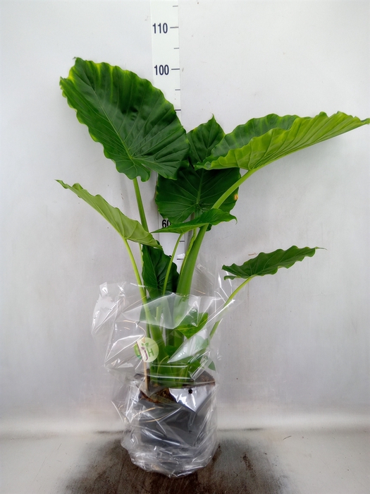 <h4>Alocasia gageana</h4>