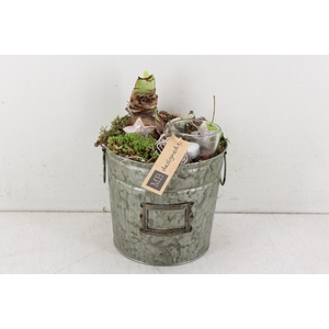arr.. Amaryllis MB - Zink rond x3