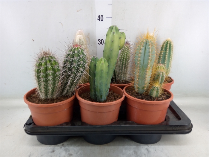 <h4>Cactus   ...mix</h4>