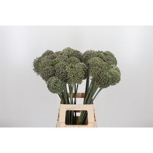 Allium Kenton Zaad