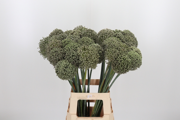 <h4>Allium Kenton</h4>