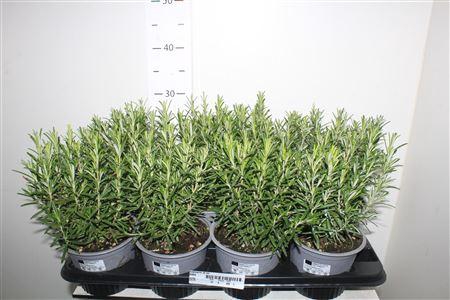 <h4>Rosmarin Of Ov</h4>