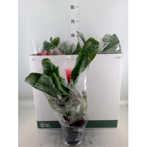 Aechmea fasciata 'Primera'