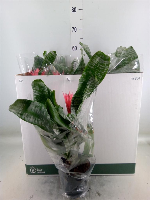 <h4>Aechmea fasciata 'Primera'</h4>