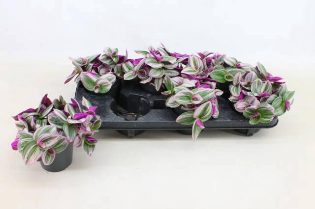 <h4>TRAD CE NANOUK</h4>