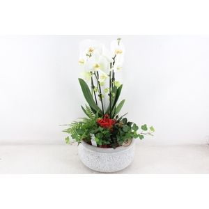 arr2 PL - Ker. barok grijs phal cascade Rood