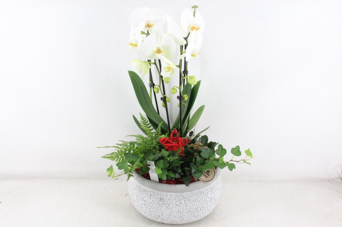 <h4>arr2 PL - Ker. barok grijs phal cascade Rood</h4>