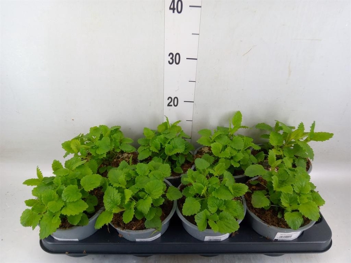 <h4>Melissa officinalis</h4>