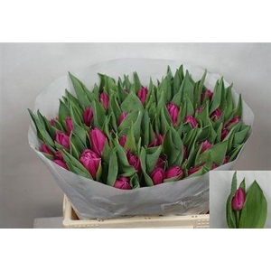 Tu Du Double Princess