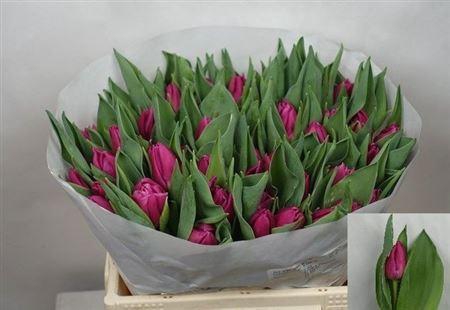 <h4>Tu Du Double Princess</h4>