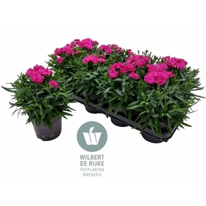 DIAN CA PEMAN VIOLET