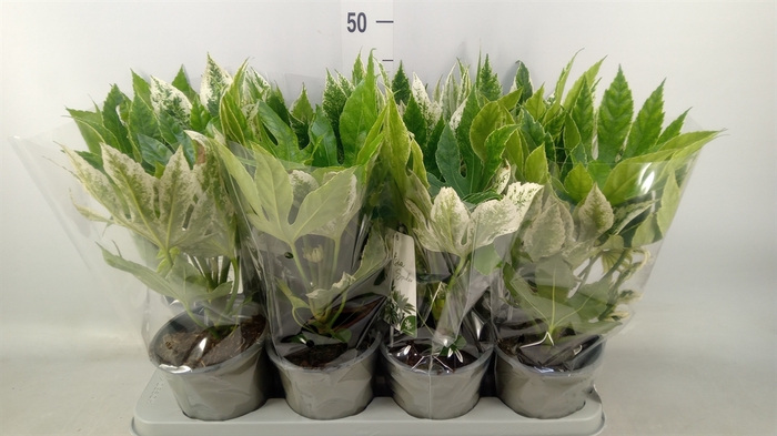 <h4>Fatsia japonica 'Variegata'</h4>