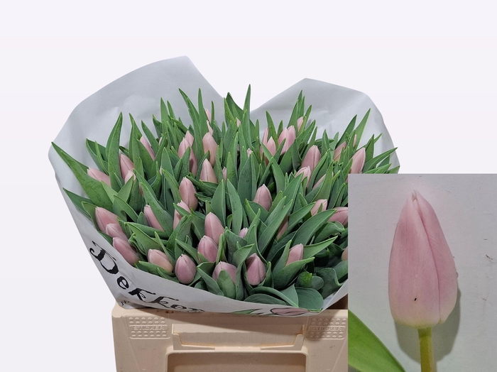 <h4>TU EN GABRIELLA</h4>