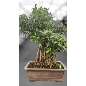 Ficus retusa, pot 46cm. Height 85cm.( single item)