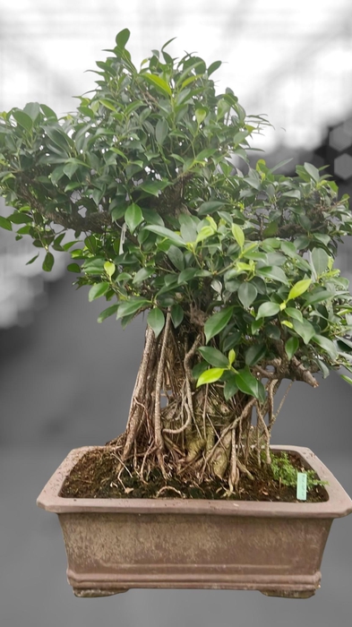 <h4>Ficus retusa, pot 46cm. Height 85cm.( single item)</h4>