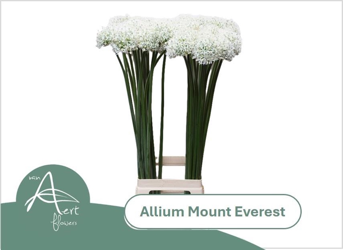 <h4>ALLIUM MOUNT EVEREST</h4>