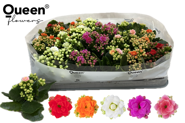 <h4>KALAN CALAN QUEEN MIX P6</h4>