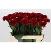 Dahlia Red Fox