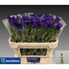 Campanula Cham Blue