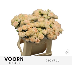 Rosa spray hastags joyfull