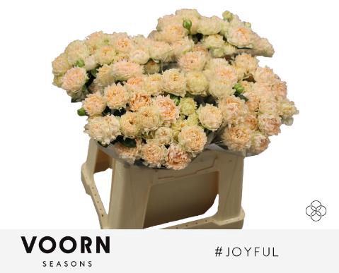 <h4>Rosa spray hastags joyfull</h4>